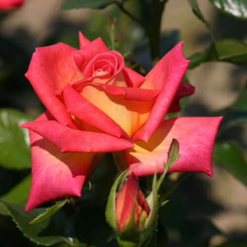 Spint op rozen bestrijden: zo herken en verwijder je het effectief