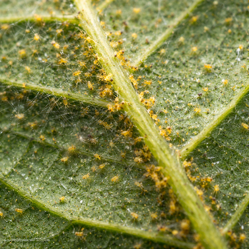 Spint op planten: herkennen, bestrijden en voorkomen